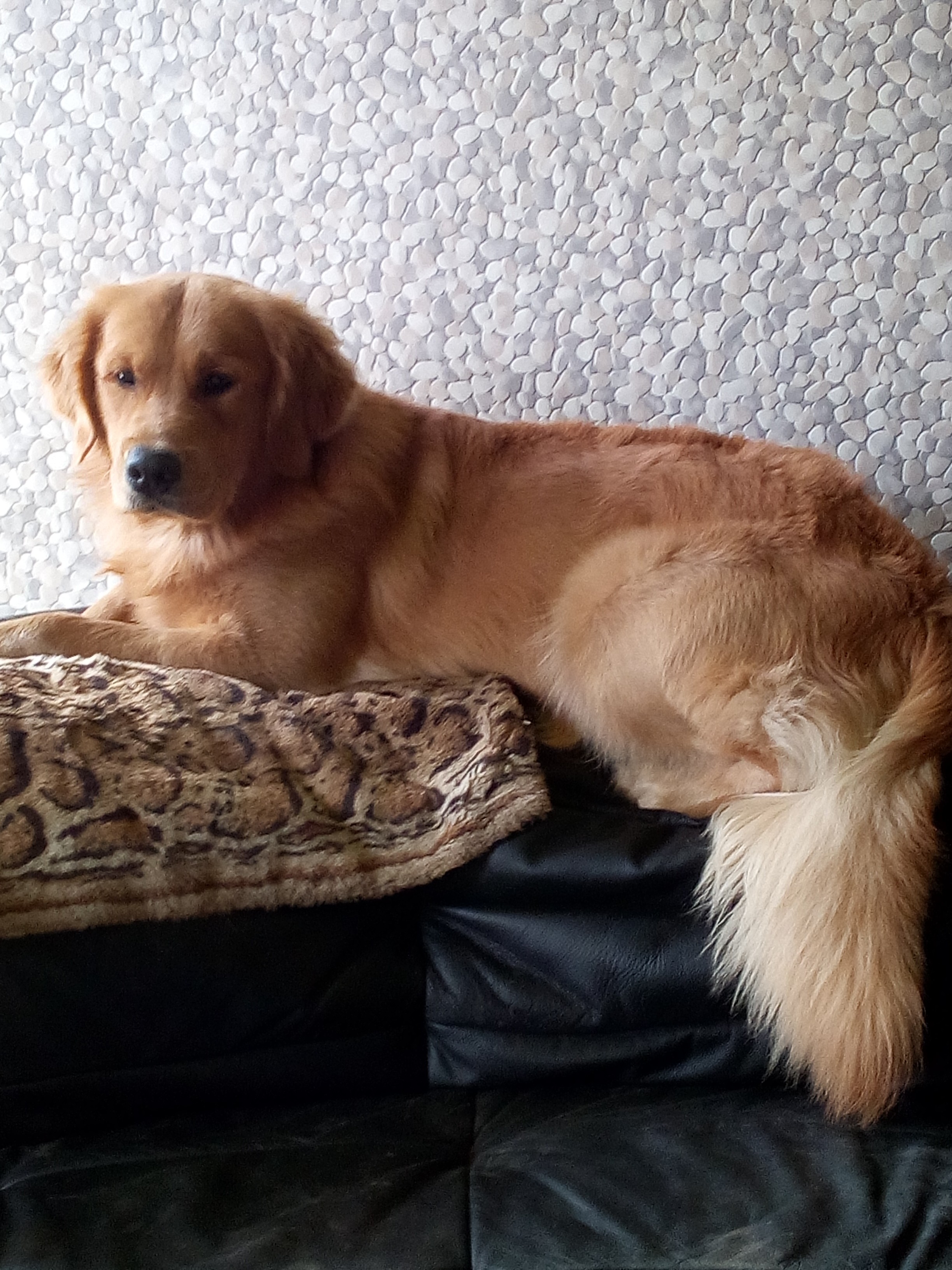 Milton boy Du plateau des bories