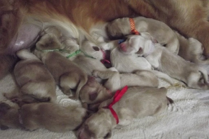 du Bataillon de Charme - Golden Retriever - Portée née le 15/06/2015