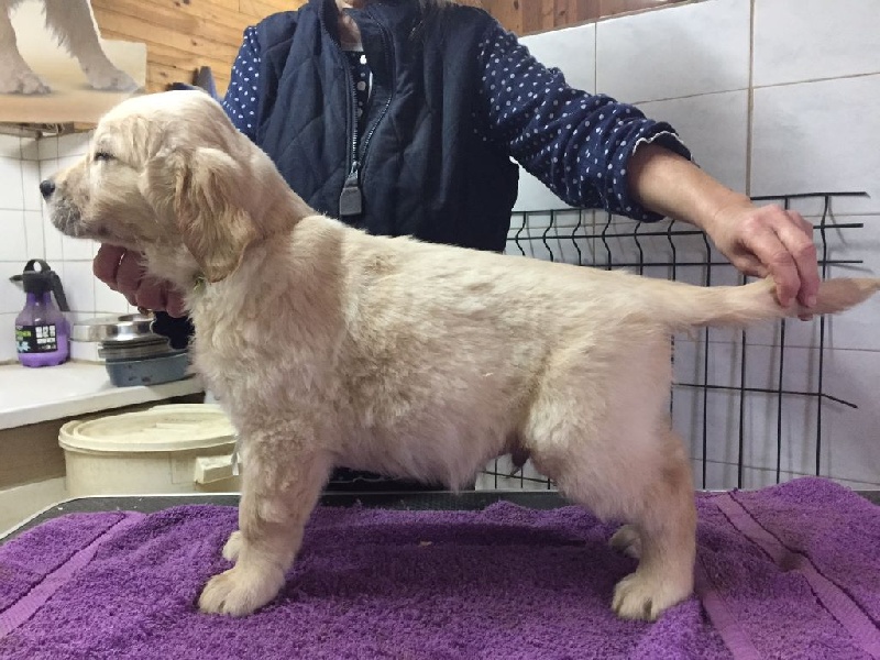 du Bataillon de Charme - Golden Retriever - Portée née le 09/11/2016