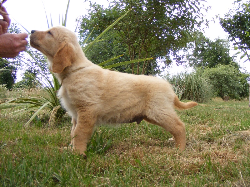 du Bataillon de Charme - Golden Retriever - Portée née le 24/03/2011