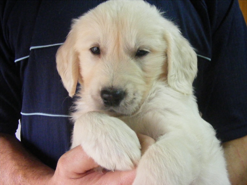 du Bataillon de Charme - Golden Retriever - Portée née le 14/09/2010