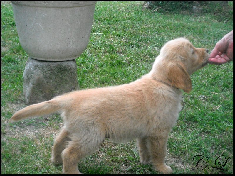 du Bataillon de Charme - Golden Retriever - Portée née le 24/03/2011